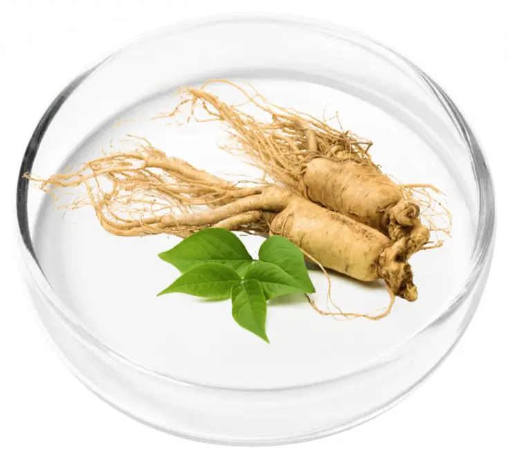 Ginseng Root Ingredient in Glass Dish